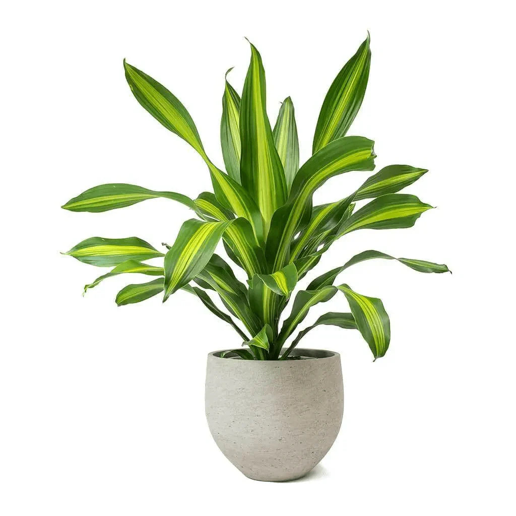 Morgan Creek Tropicals - 4" Corn Plant (Dracaena)