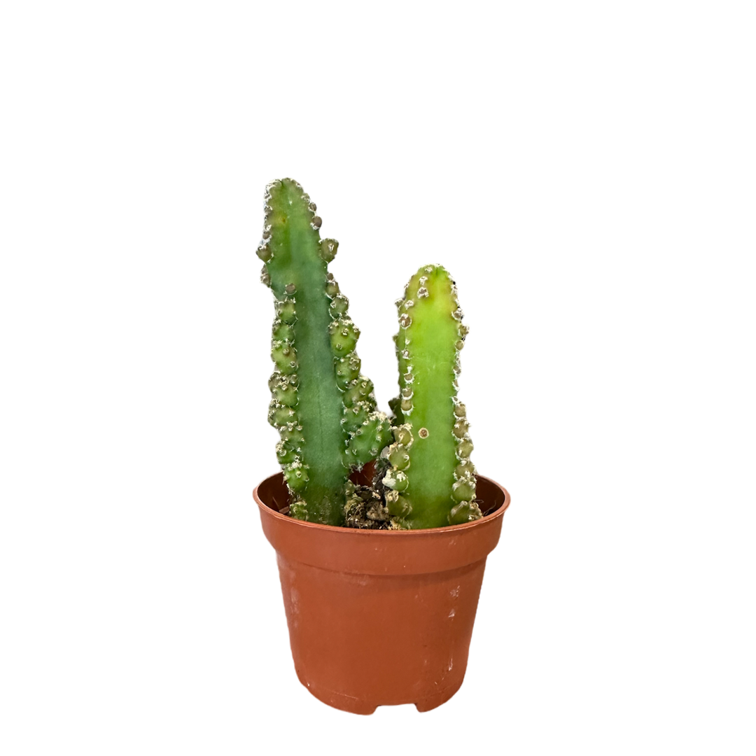 Morgan Creek Tropicals - Assorted Cactus (2 inch)