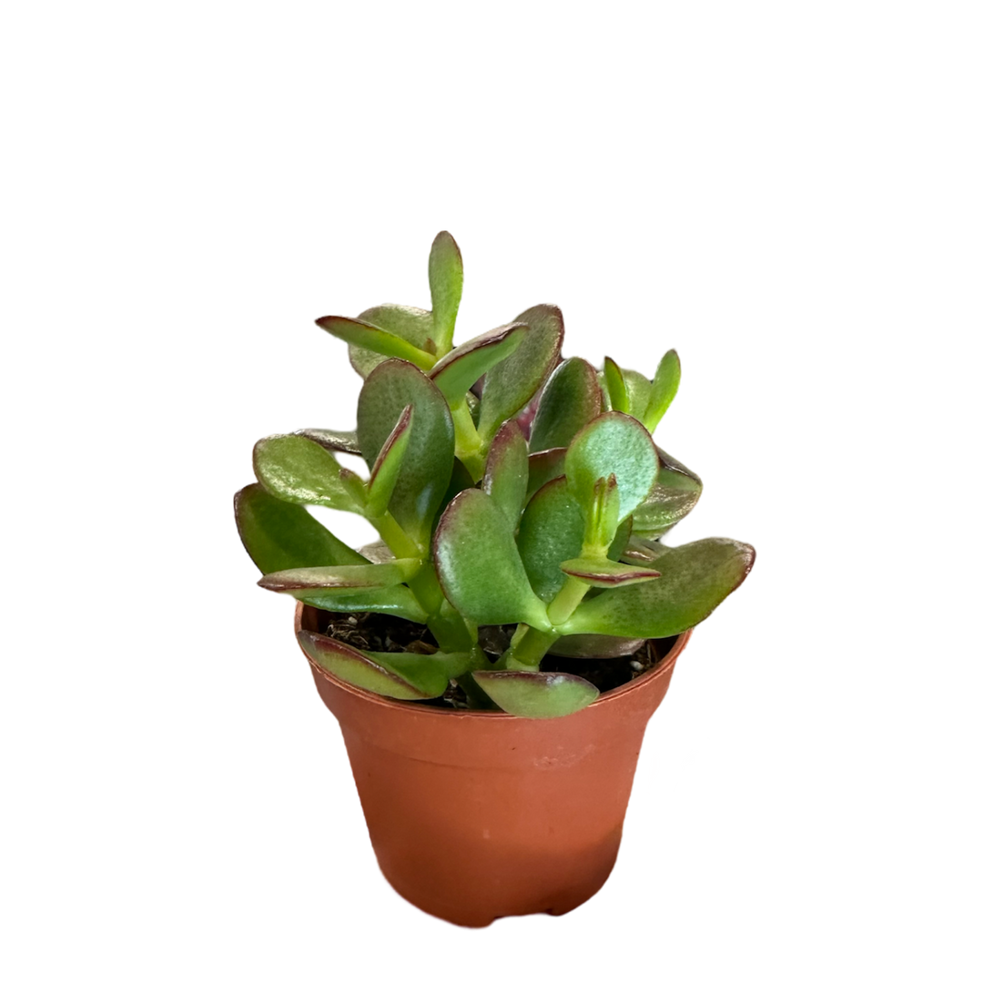 Morgan Creek Tropicals - Assorted Succulent (2 inch)