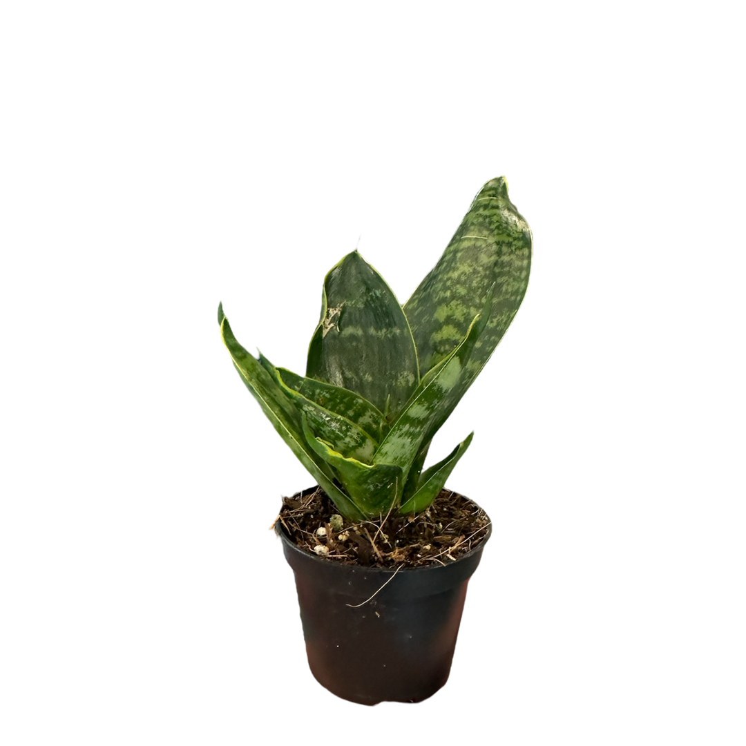 Morgan Creek Tropicals - 2" Assorted Tropical Plants