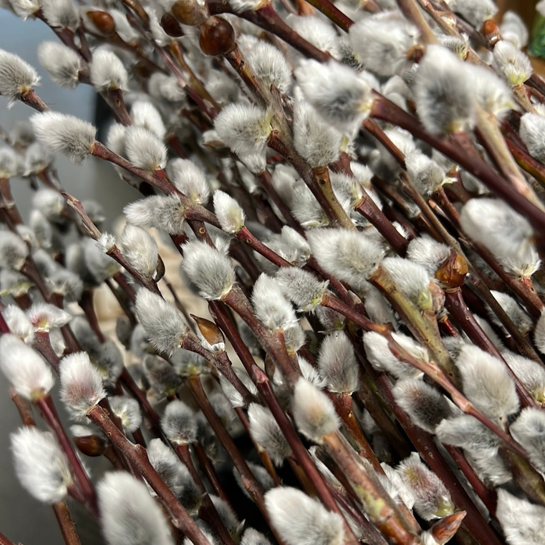 Willow Garden Farm - Pussy Willow