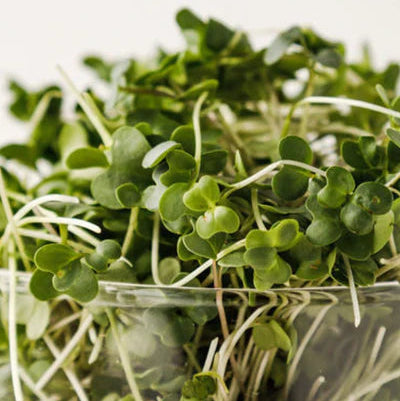 Hunters' Dale Microgreens - Microgreens (50g)