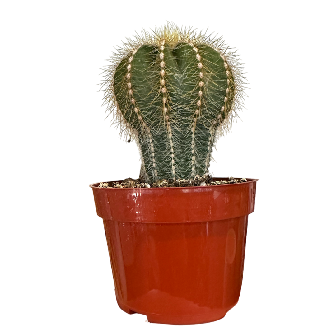 Morgan Creek Tropicals - 4" Assorted Cactus