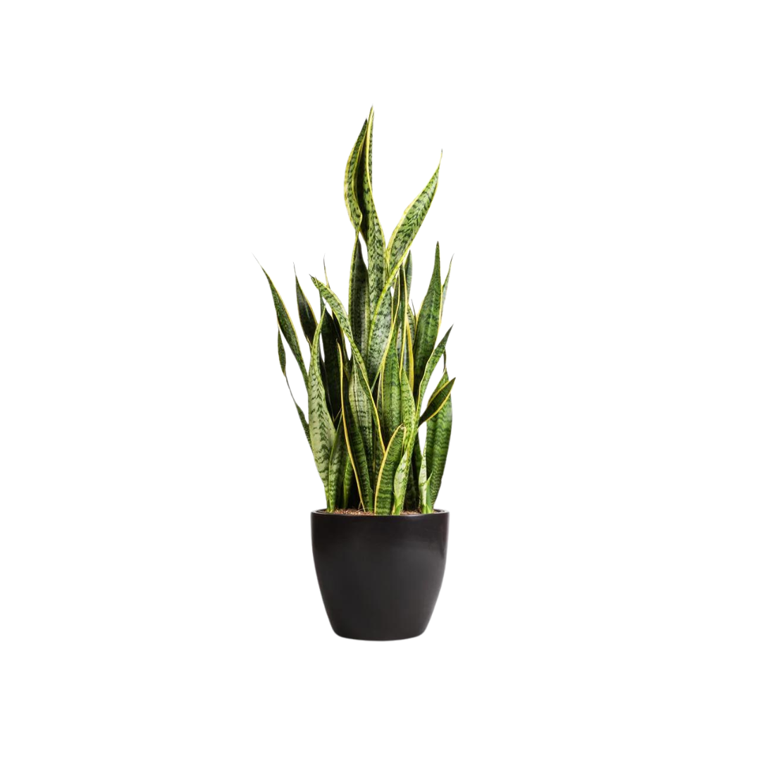 Morgan Creek Tropicals - 6" Sansevieria (Snake Plant)