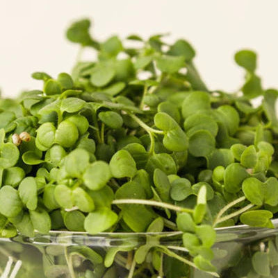 Hunters' Dale Microgreens - Microgreens (50g)