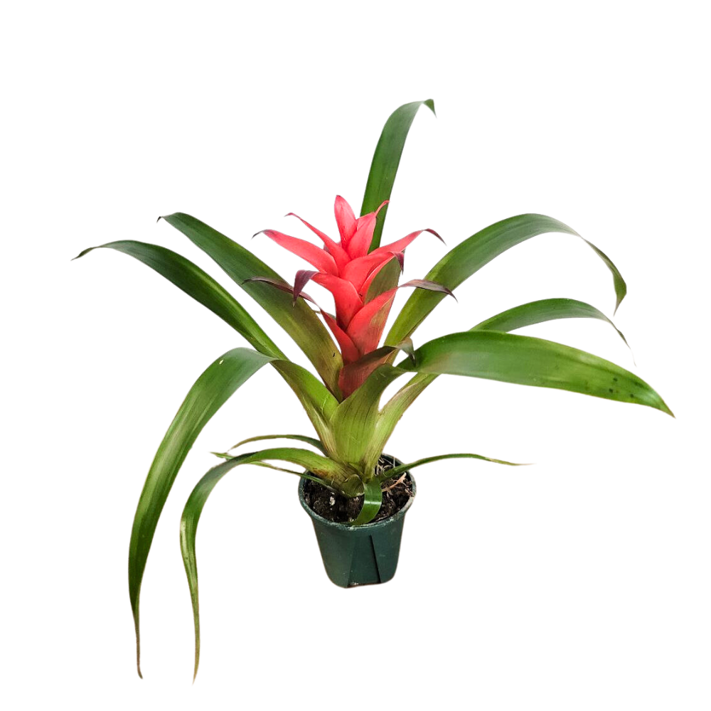 Morgan Creek Tropicals - 2" Bromeliad Guzmania