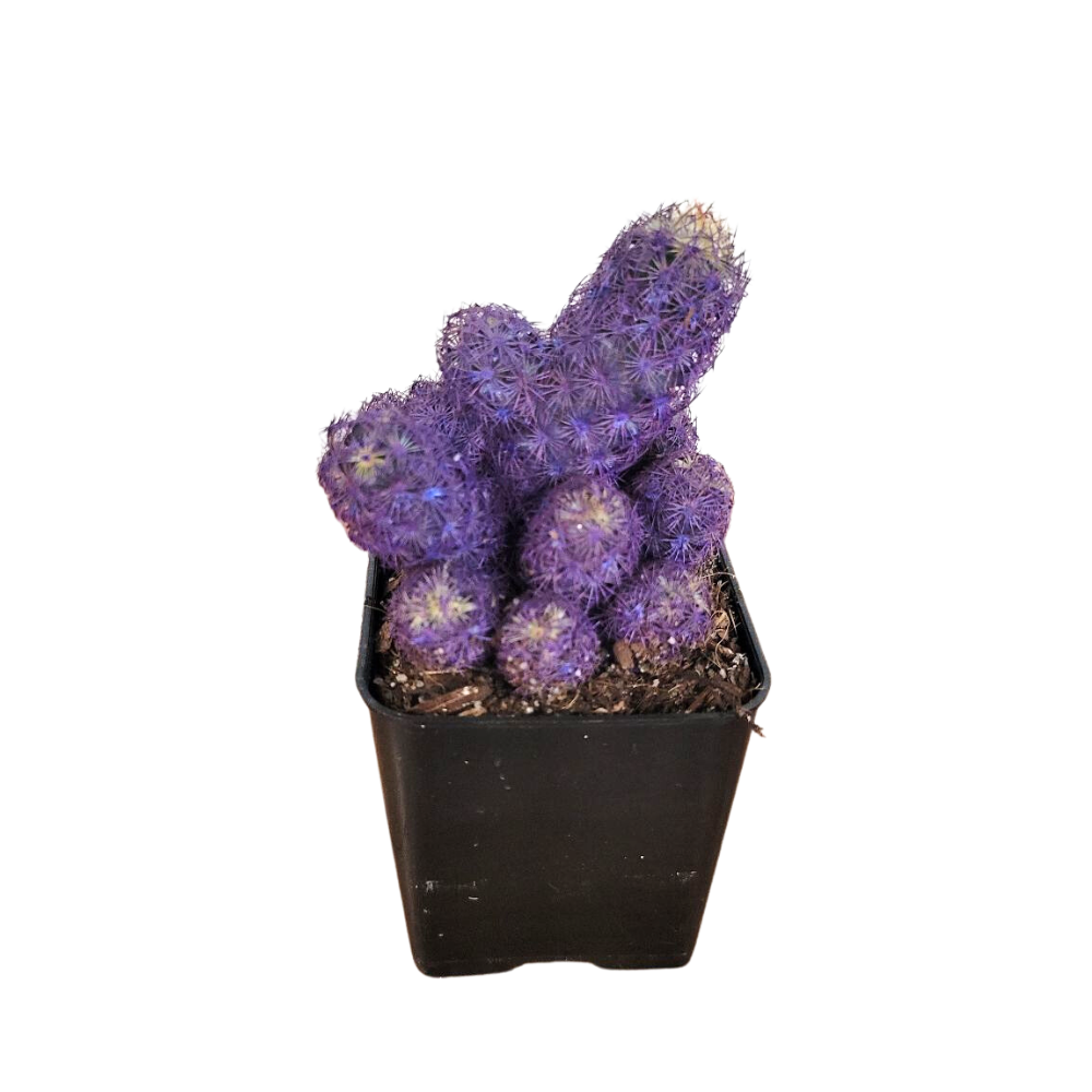 Morgan Creek Tropicals - 2" Desert Gems