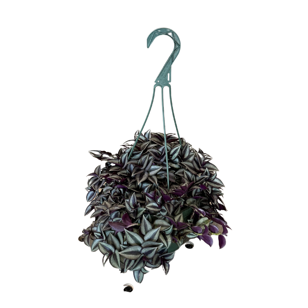 Morgan Creek Tropicals - 8" Purple Heart (Tradescantia)