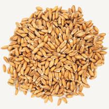 Bulk Goods - Organic Spelt (per lb)