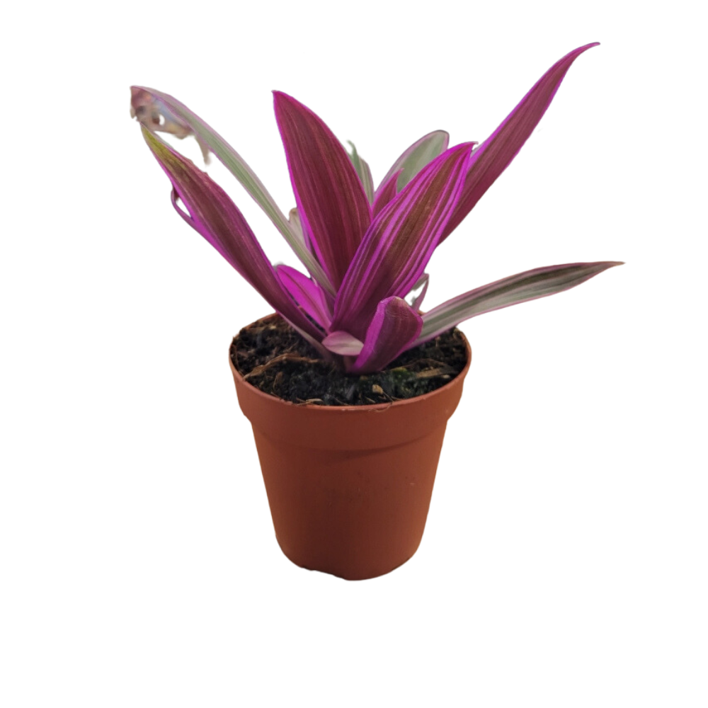 Morgan Creek Tropicals - 4" Rhoeo (Rhoeo Spathacea)