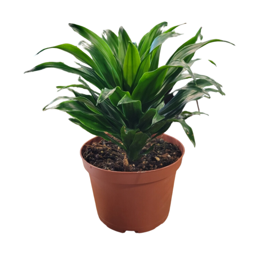 Morgan Creek Tropicals - Dracaena Deremensis