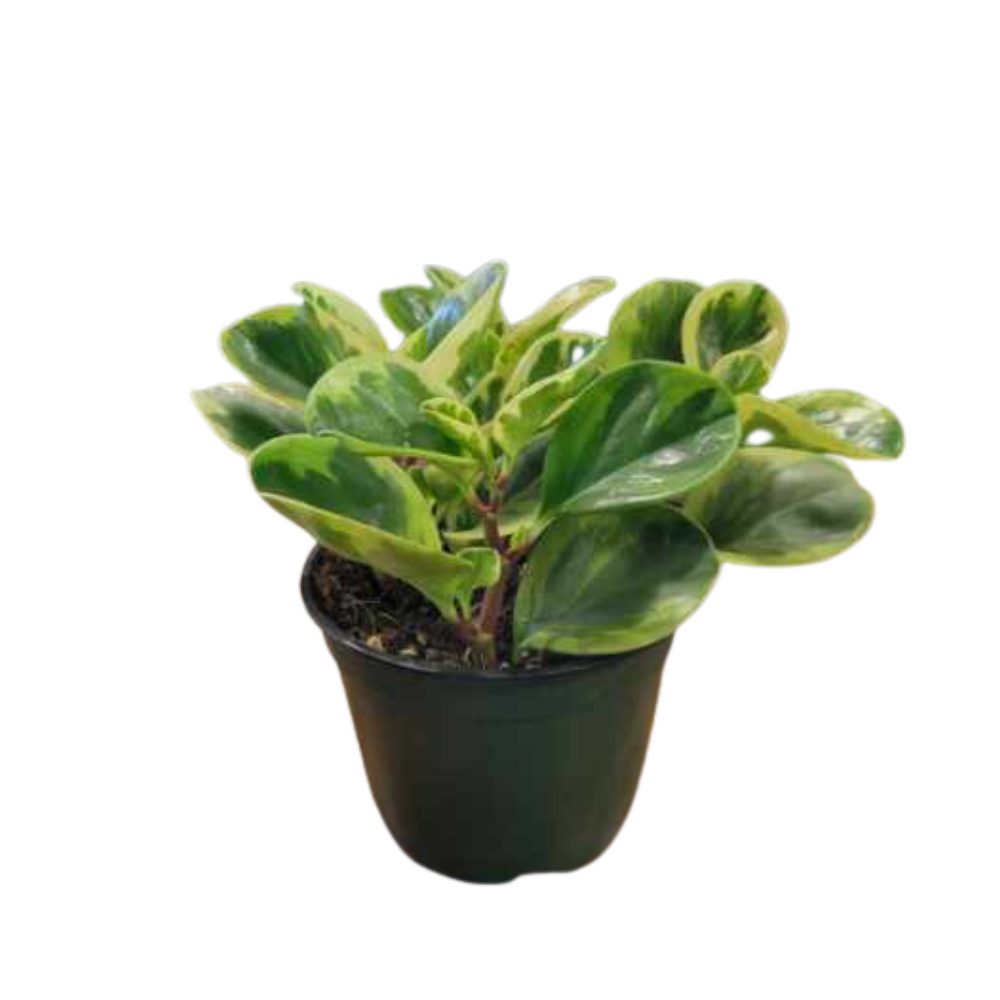 Morgan Creek Tropicals - 2" Sansevieria Hahnii (Sansevieria spp)