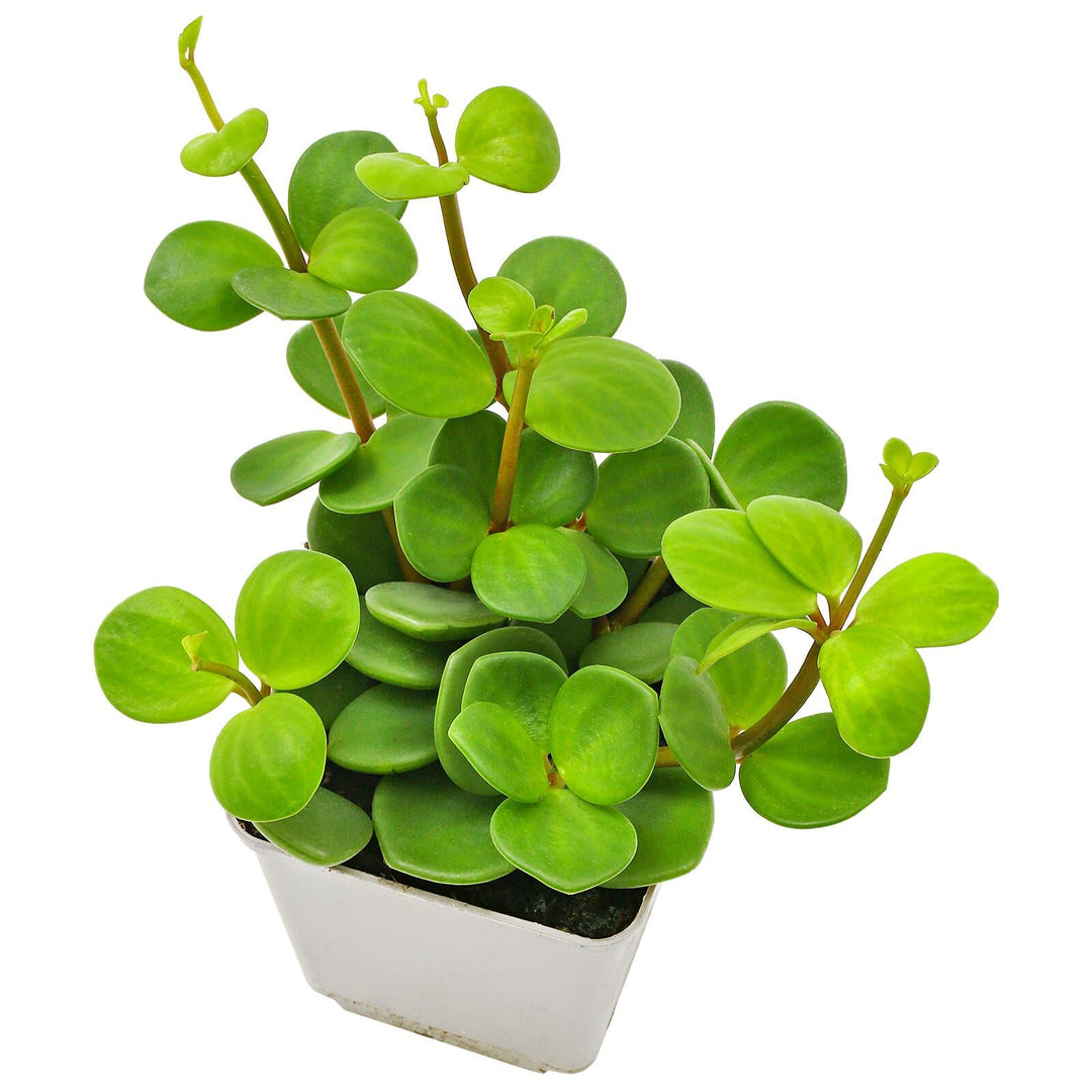 Morgan Creek Tropicals - 4" Peperomia Hope