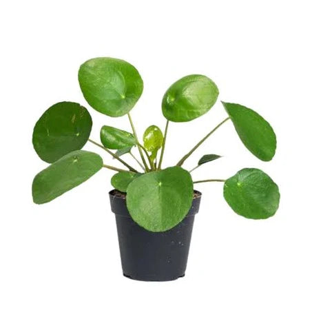 Morgan Creek Tropicals - 4" Pilea Pepermioides