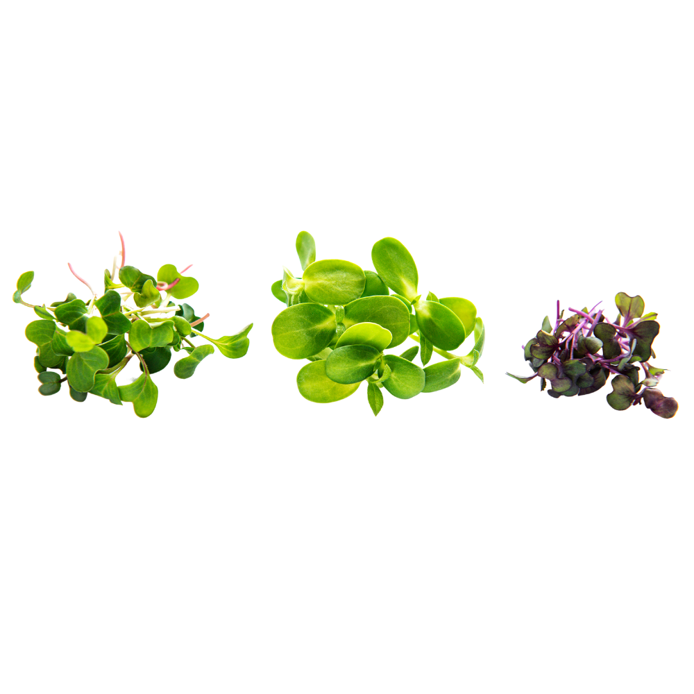The Microgreenery - Microgreens