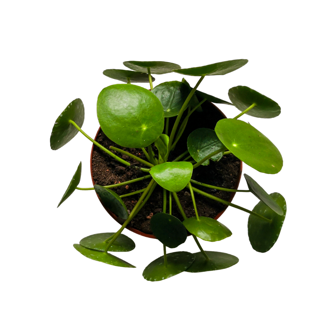 Morgan Creek Tropicals - 8" Pilea Peperomioides (Chinese Money Plant)