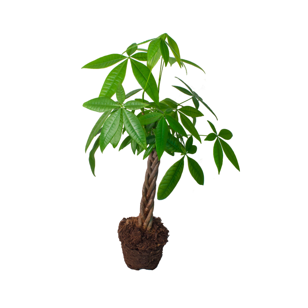 Morgan Creek Tropicals - 5" Pachira Braid Aquatica (Money Tree)