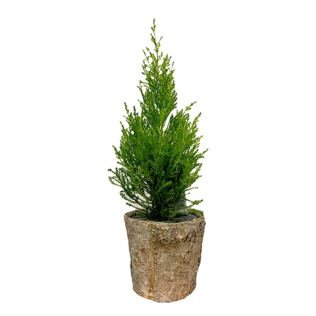 Morgan Creek Tropicals - 4" Cypress in Birch Pot