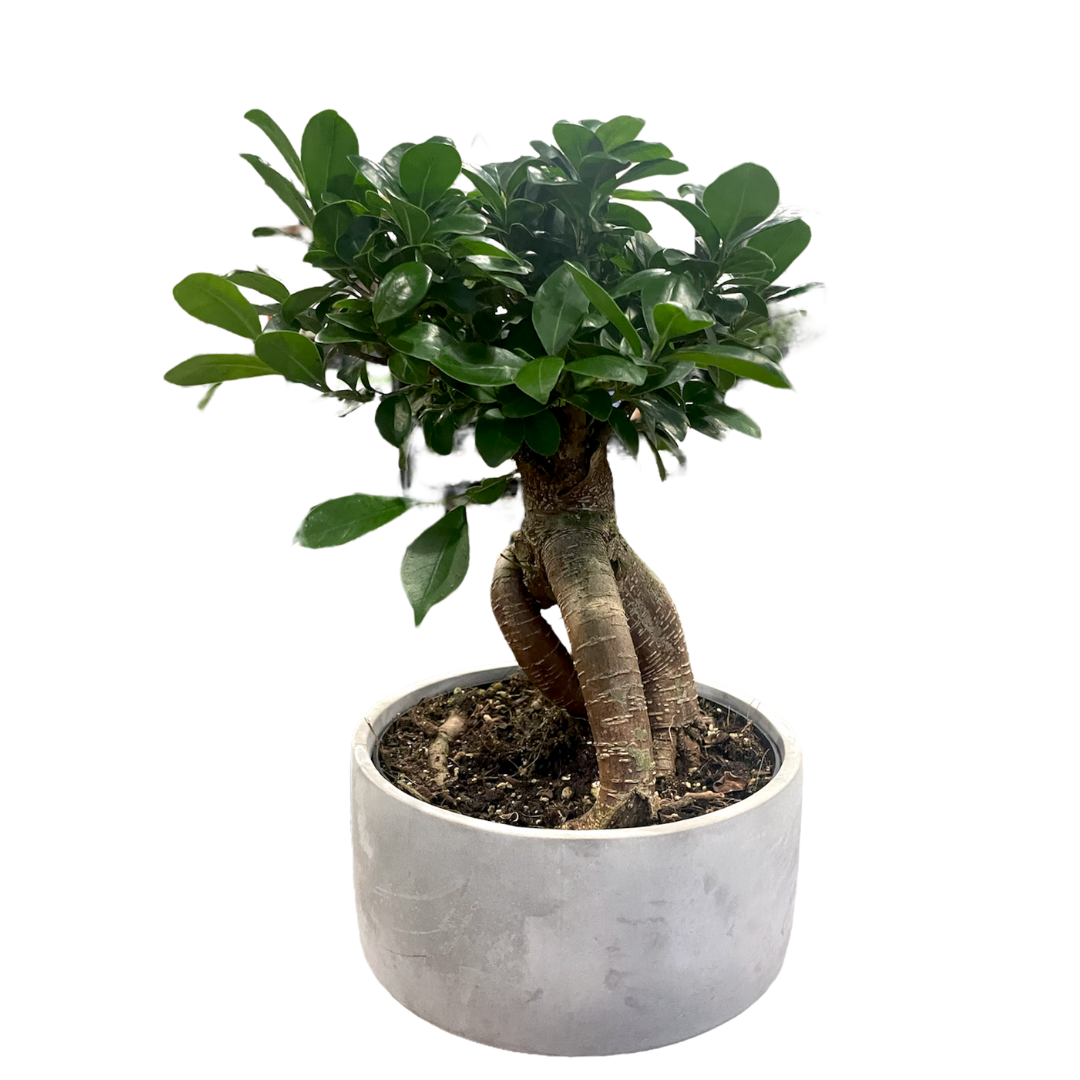 Morgan Creek Tropicals - 8" Ficus Ginseng