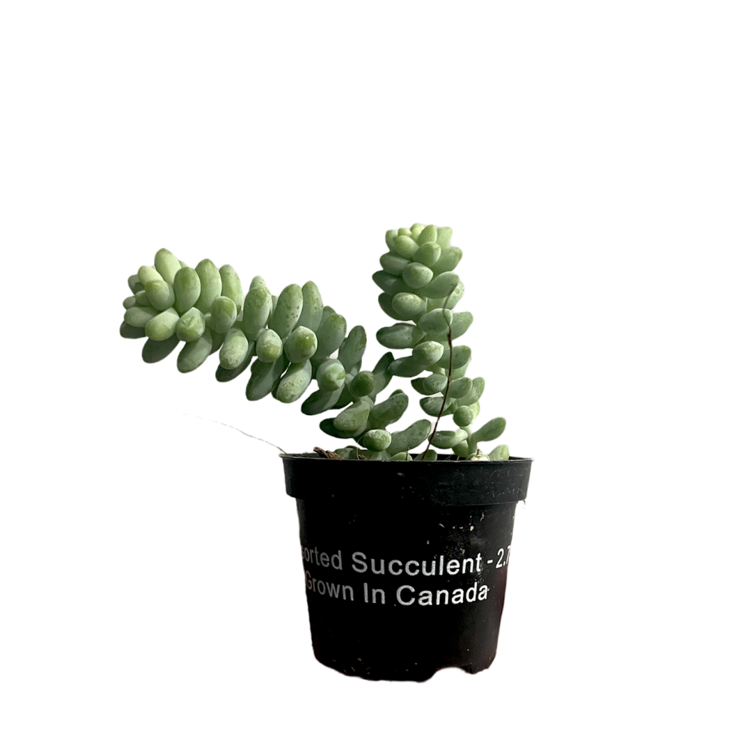 Morgan Creek Tropicals - 2" Sedum Burrito
