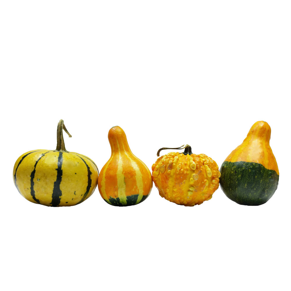 Lepp Farm - BC Grown Mini Gourds (per lb)