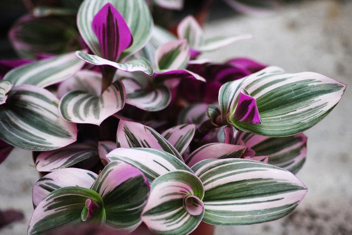 Morgan Creek Tropicals - 4" Inch Plant (Tradescantia)