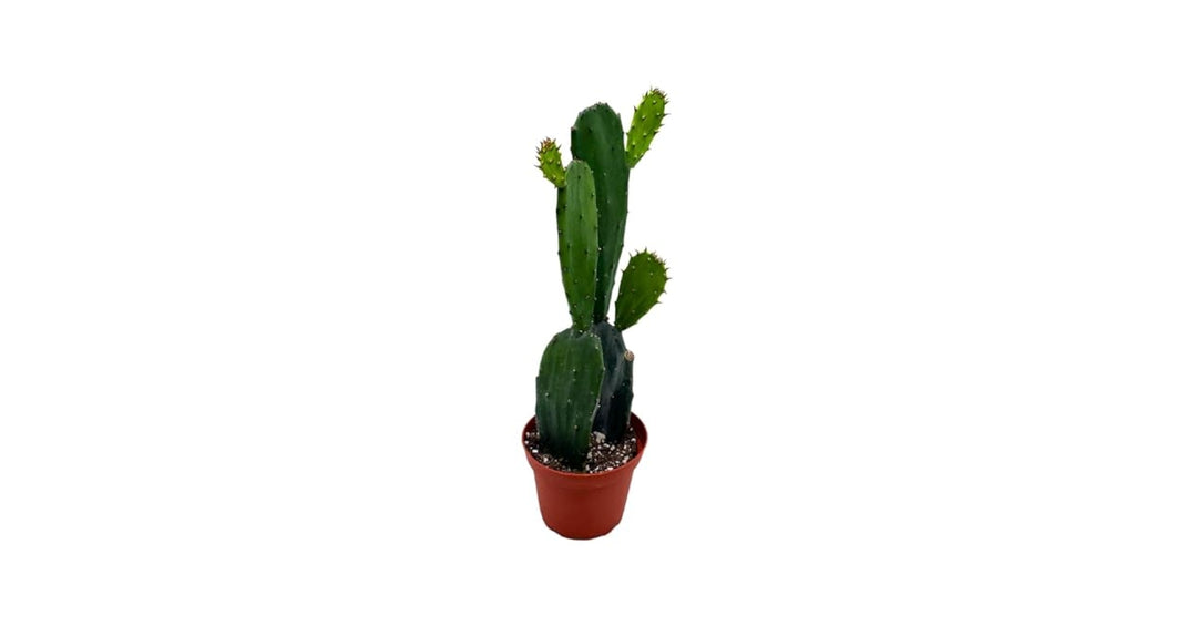 Morgan Creek Tropicals - 6" Opuntia Single Trunk- Cartoon Cactus