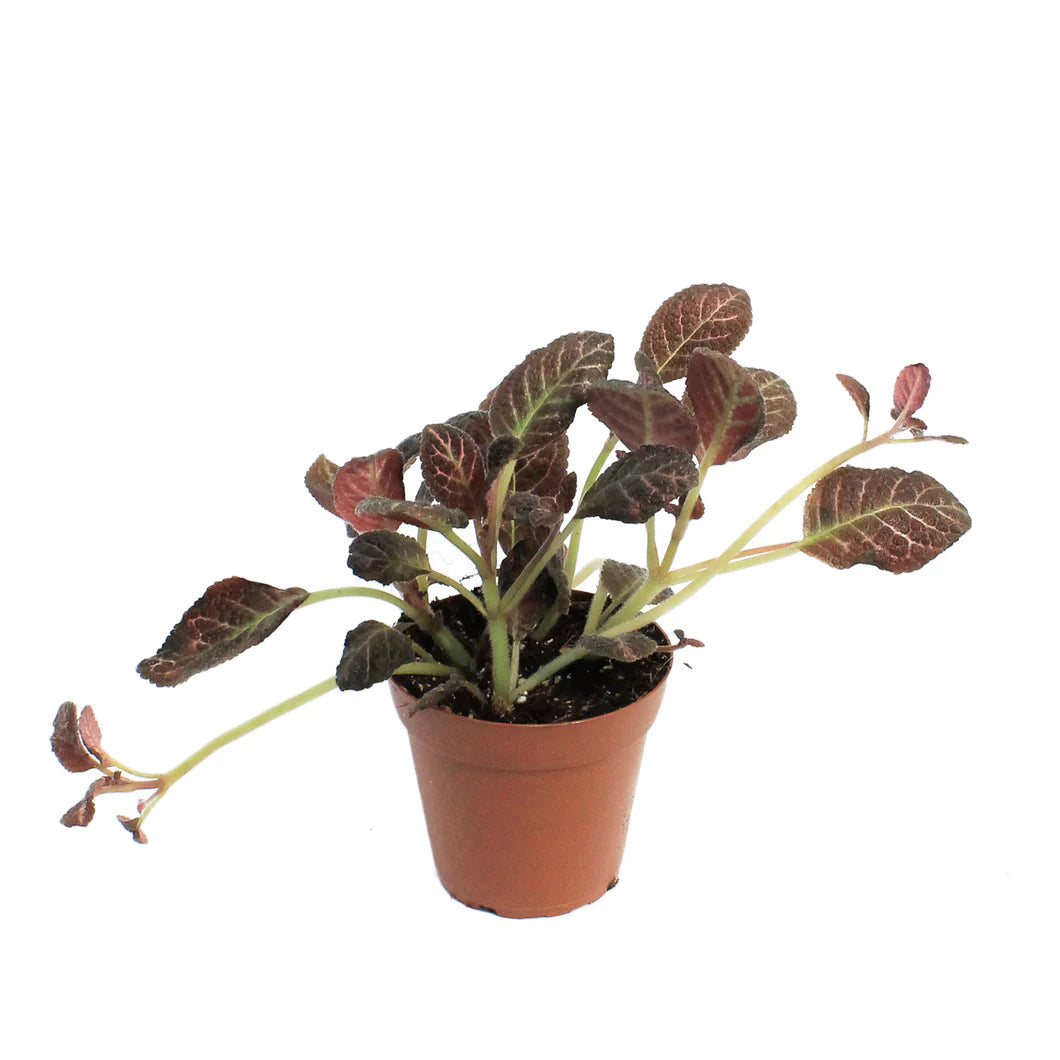 Morgan Creek Tropicals - 4" Episcia Cupreata Copper