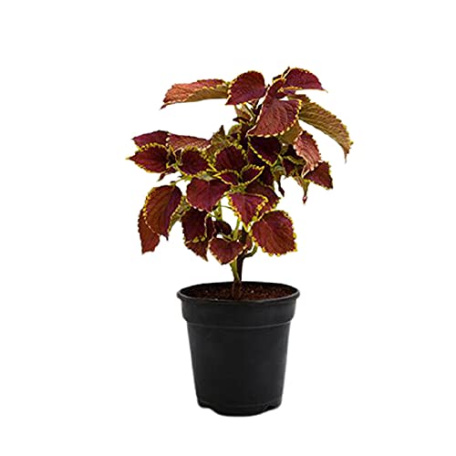 Morgan Creek Tropical - 4" Maroon Green Coleus