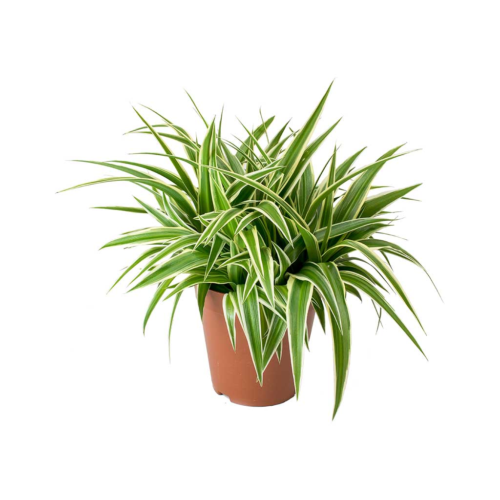 Morgan Creek Tropicals - 4" Chlorphytum Comosum