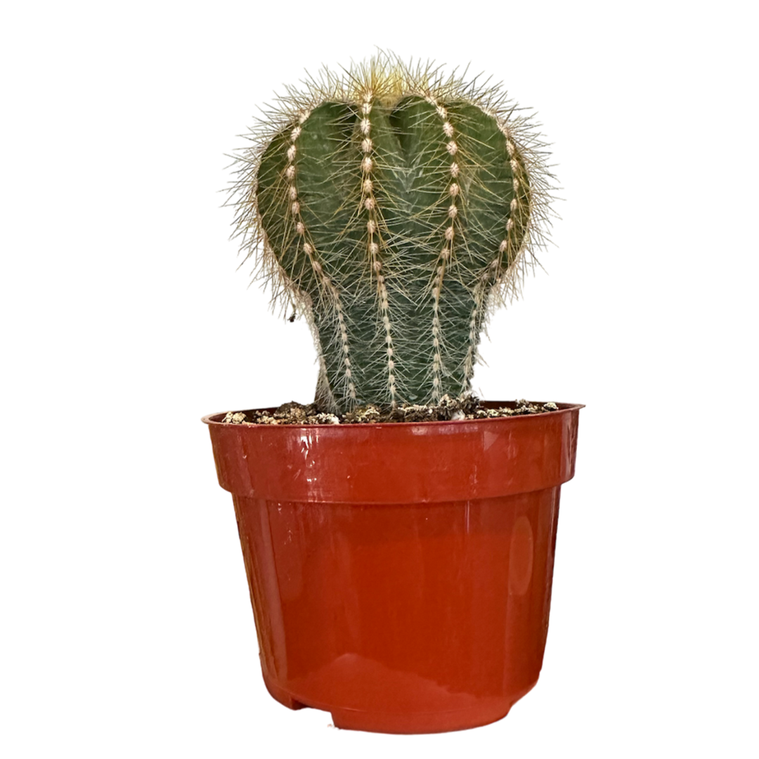 Morgan Creek Tropicals - Assorted Cactus (4 inch)