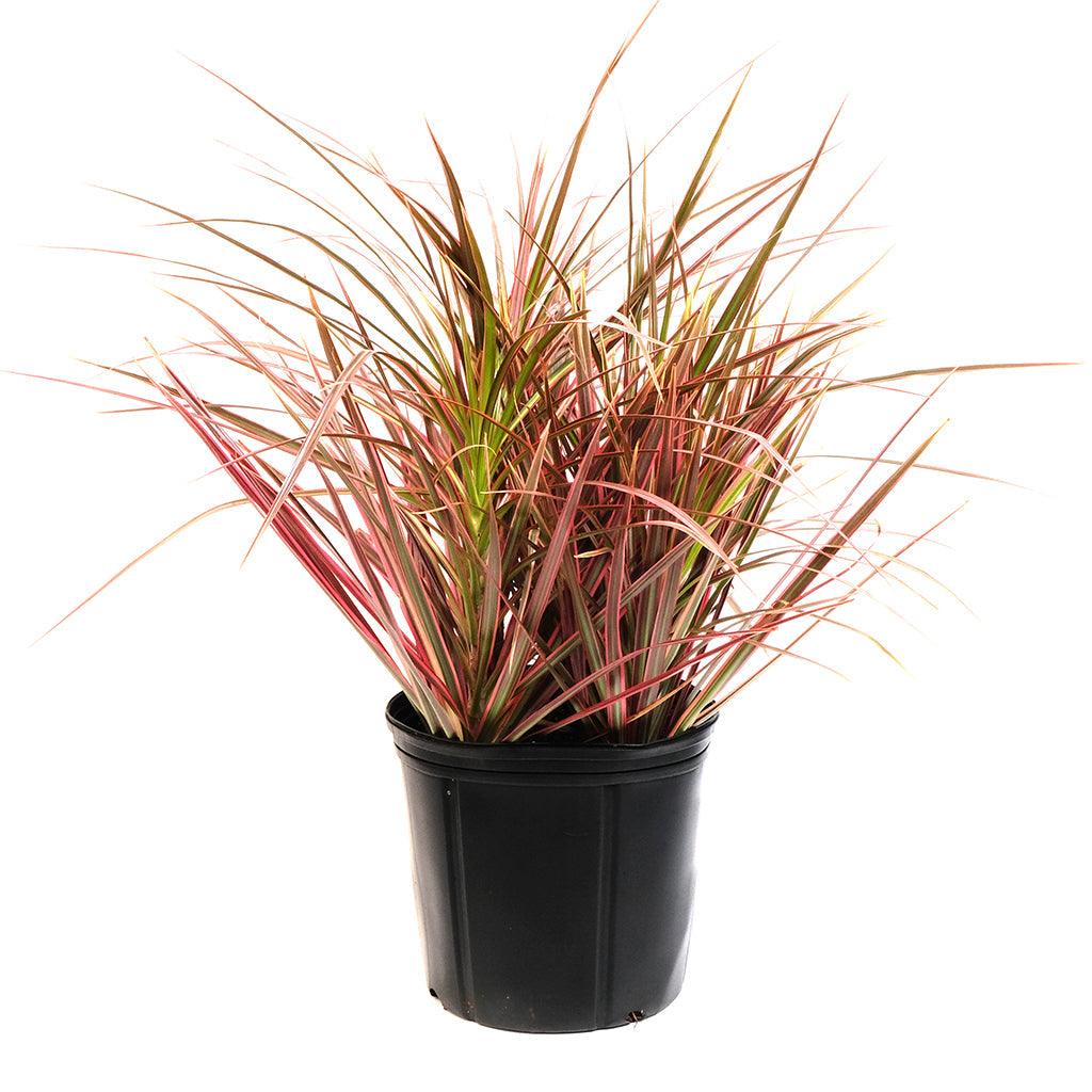 Morgan Creek Tropicals - 4" Madagascar Dragon Tree (Dracaena)