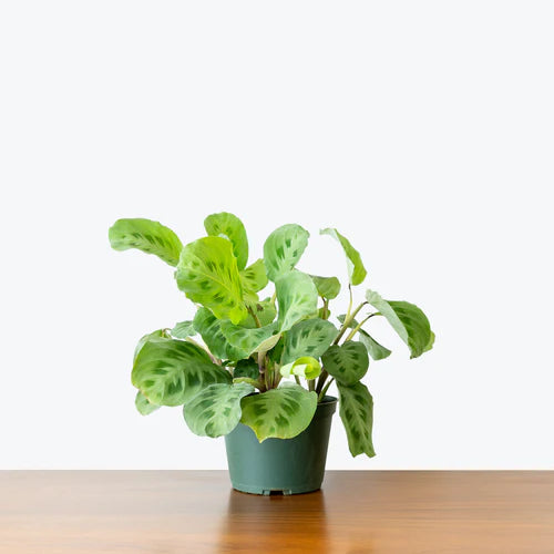 Morgan Creek Tropicals - 6" Prayer Plant (Maranta)