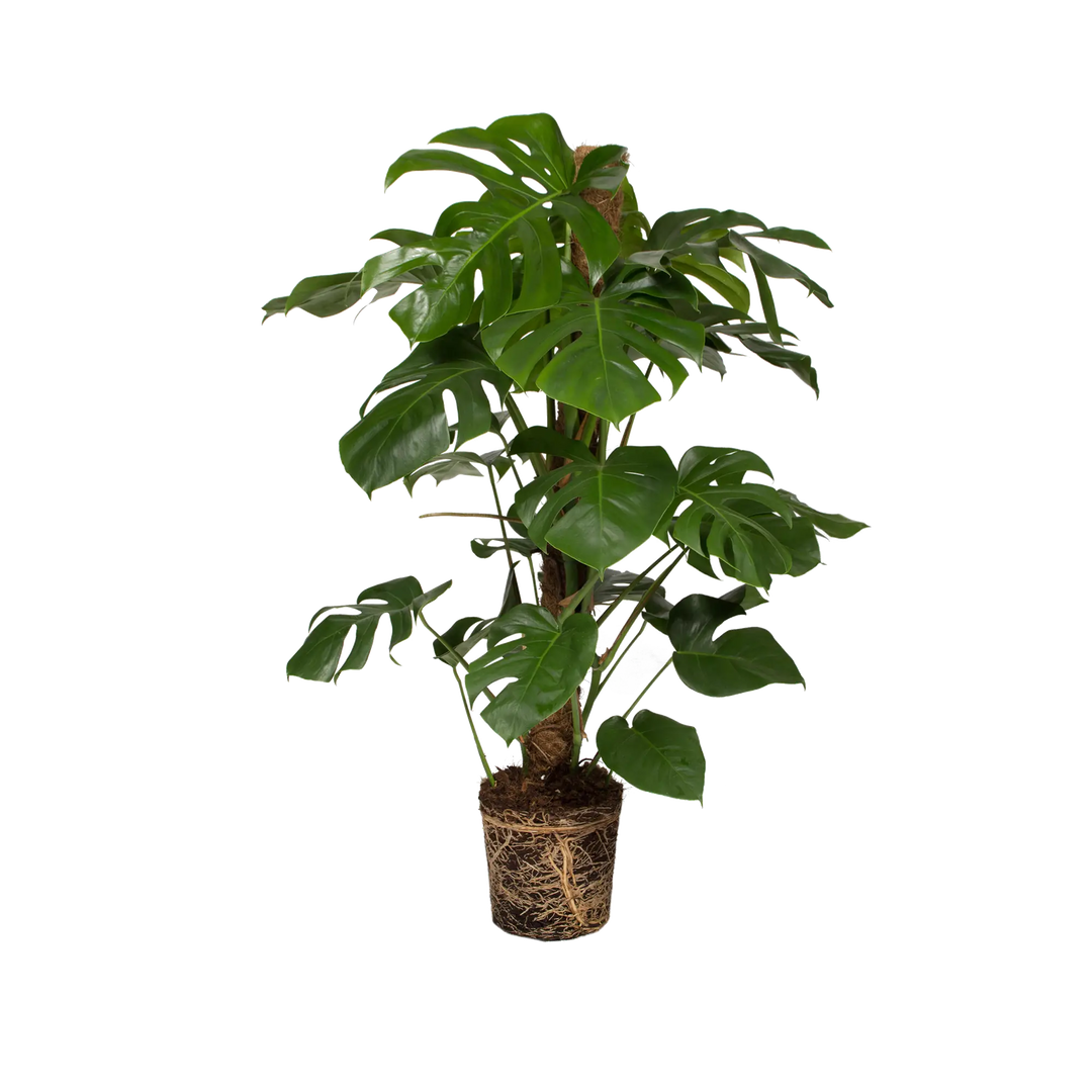 Morgan Creek Tropicals - 6" Monstera Deliciosa