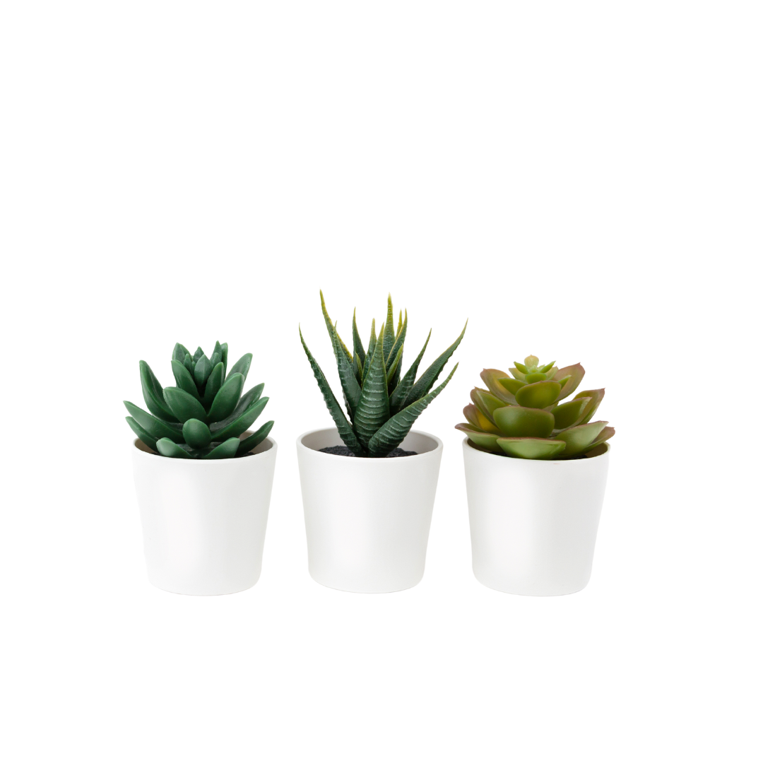 Morgan Creek Tropicals - Assorted Succulents (6 inch)