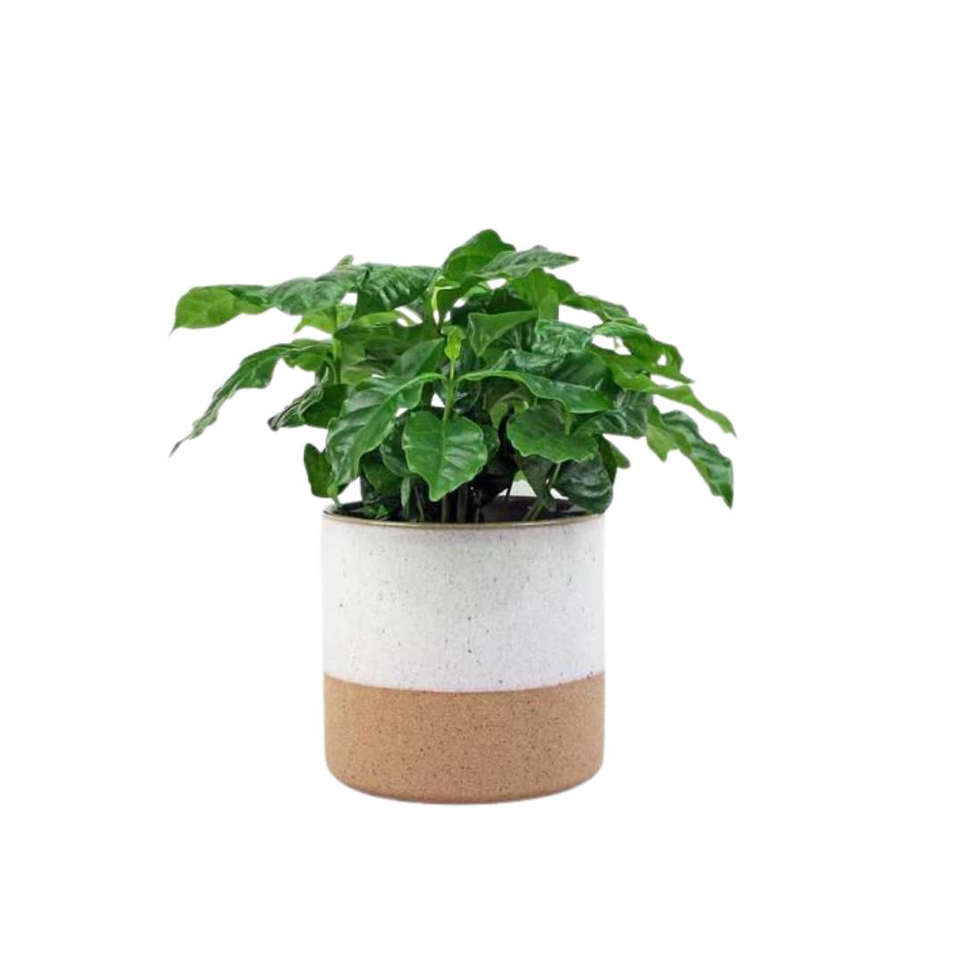 Morgan Creek Tropicals - 6" Coffee Arabica