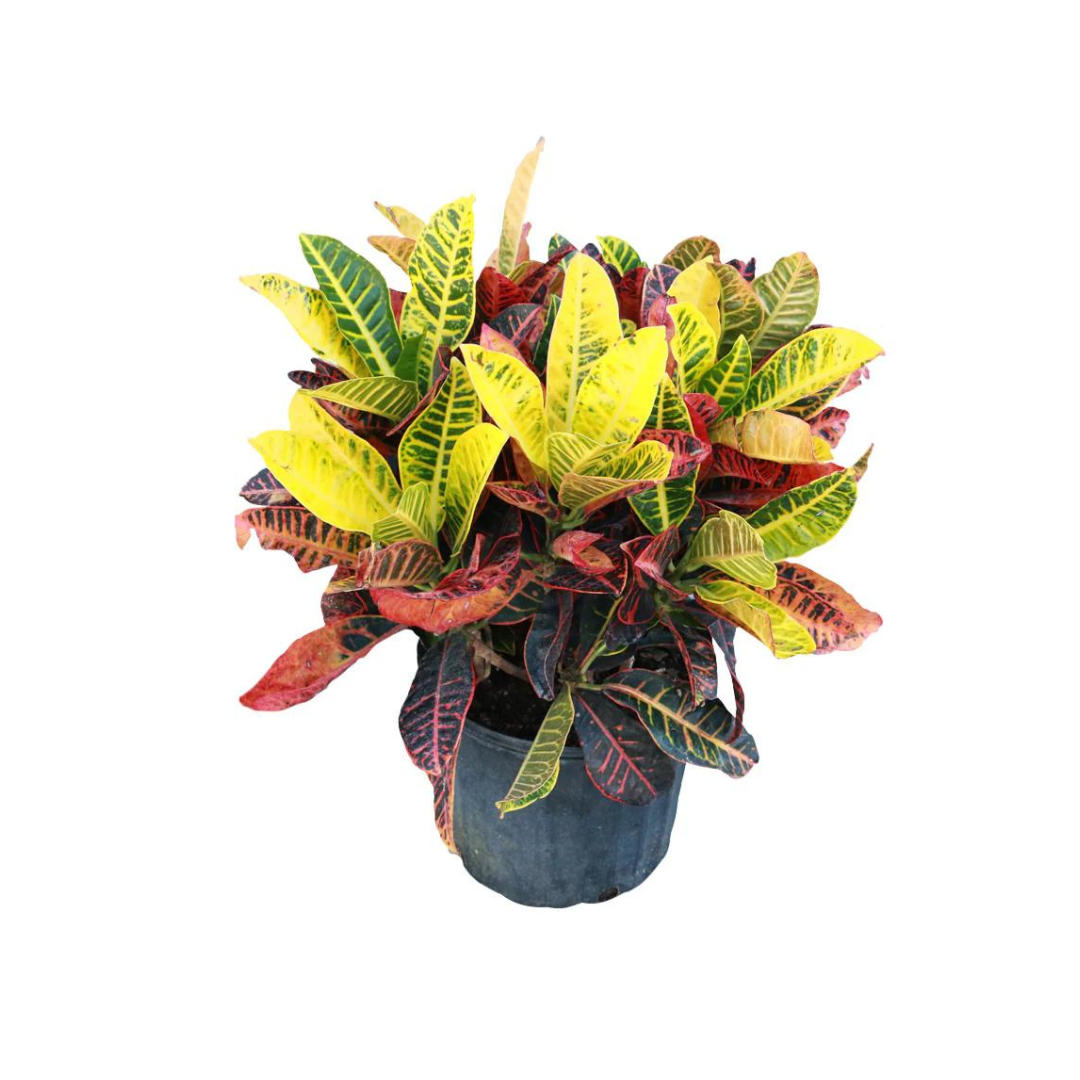 Morgan Creek Tropicals - 4" Croton Petra (Codiaeum Variegatum)