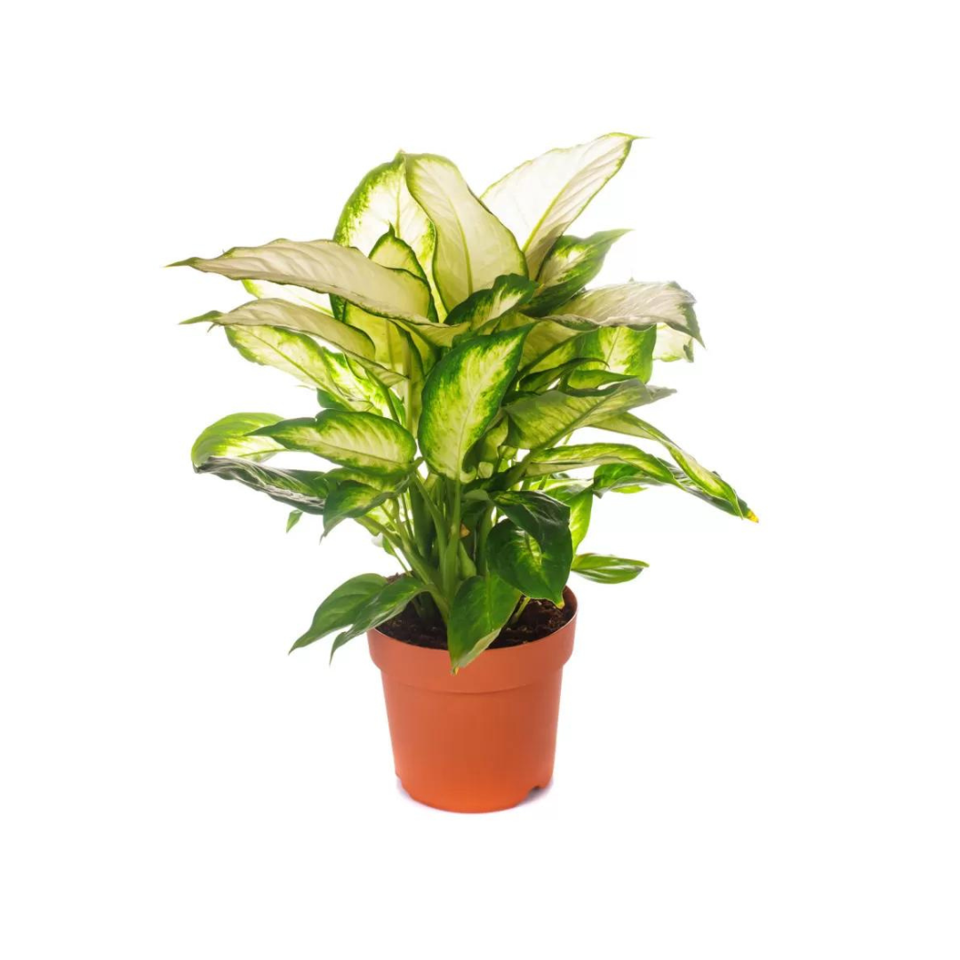 Morgan Creek Tropicals - 6" Dieffenbachia Mix (Dieffenbachia spp)