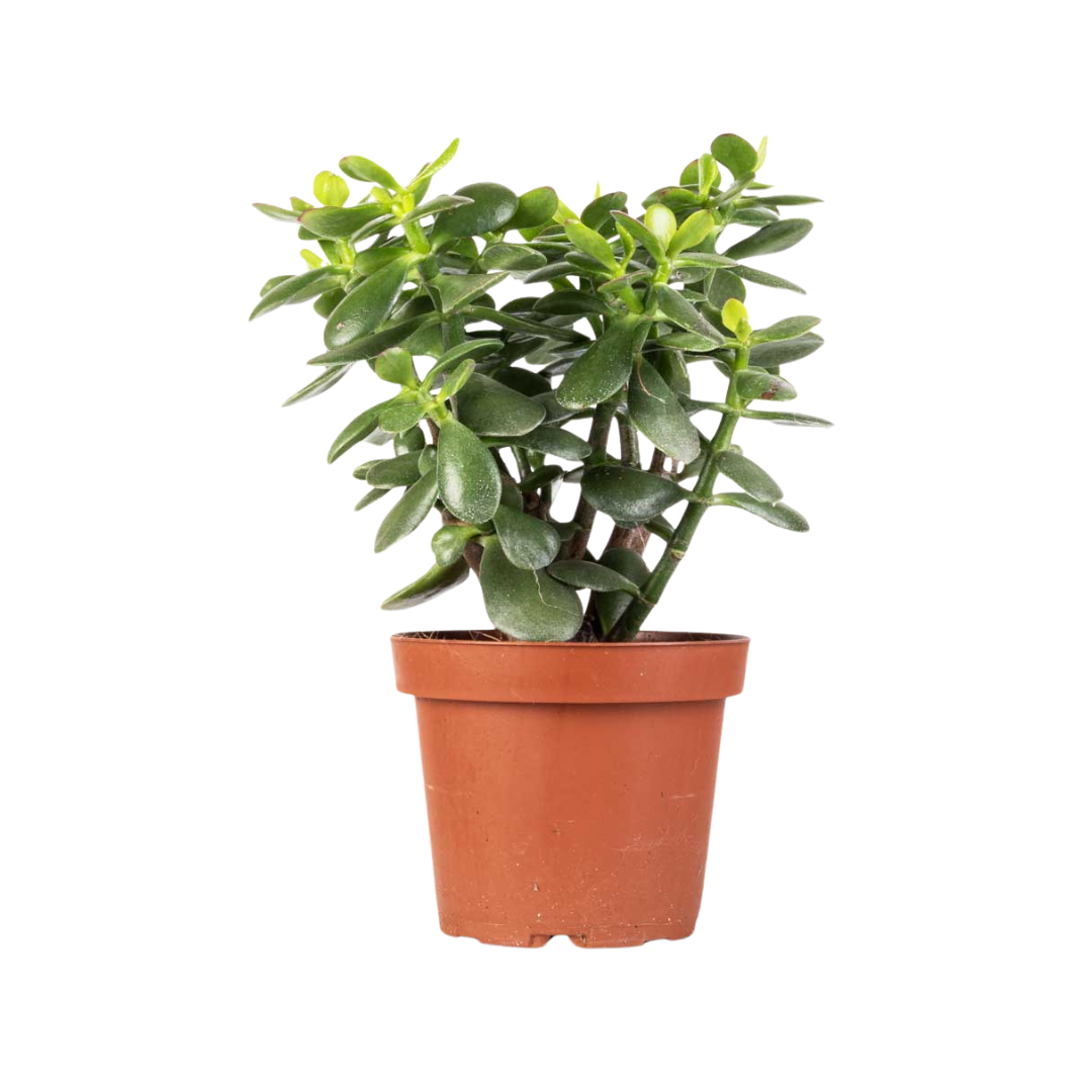 Morgan Creek Tropicals - 6" Jade Plant (Crassula Ovata)