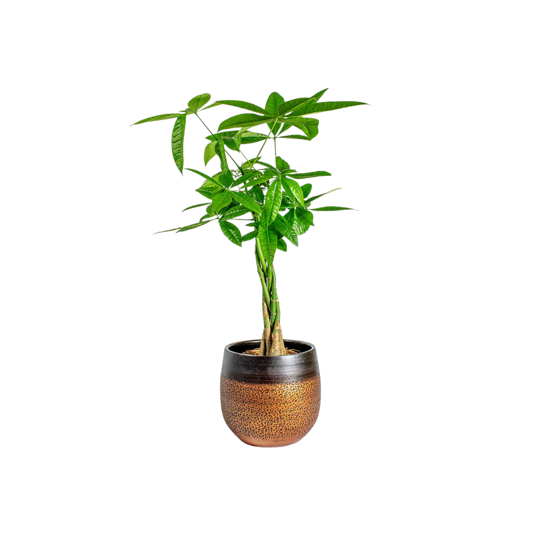 Morgan Creek Tropicals - 8" Pachira Braid Aquatica (Money Tree)