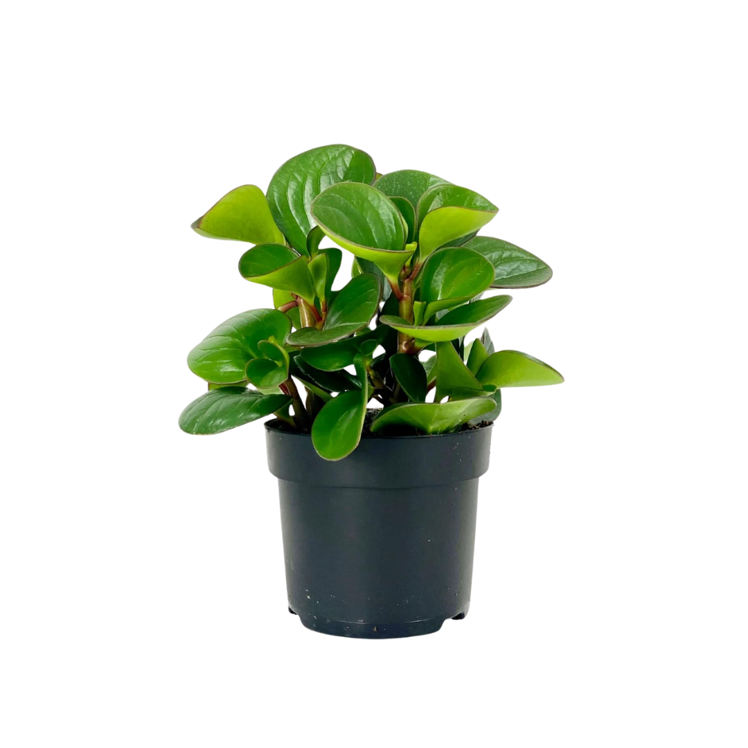 Morgan Creek Tropicals - 6" Peperomia (Peperomia Obtusifolia)