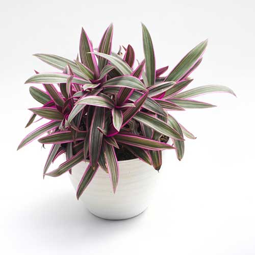 Morgan Creek Tropicals - 4" Moses  - in - the - cradle (tradescantia)