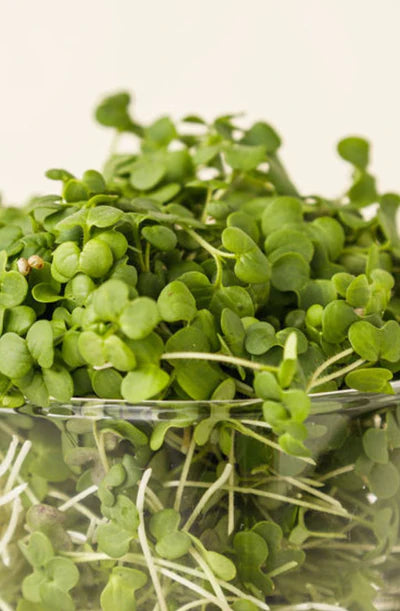 Hunters' Dale Microgreens - Microgreens (50g)