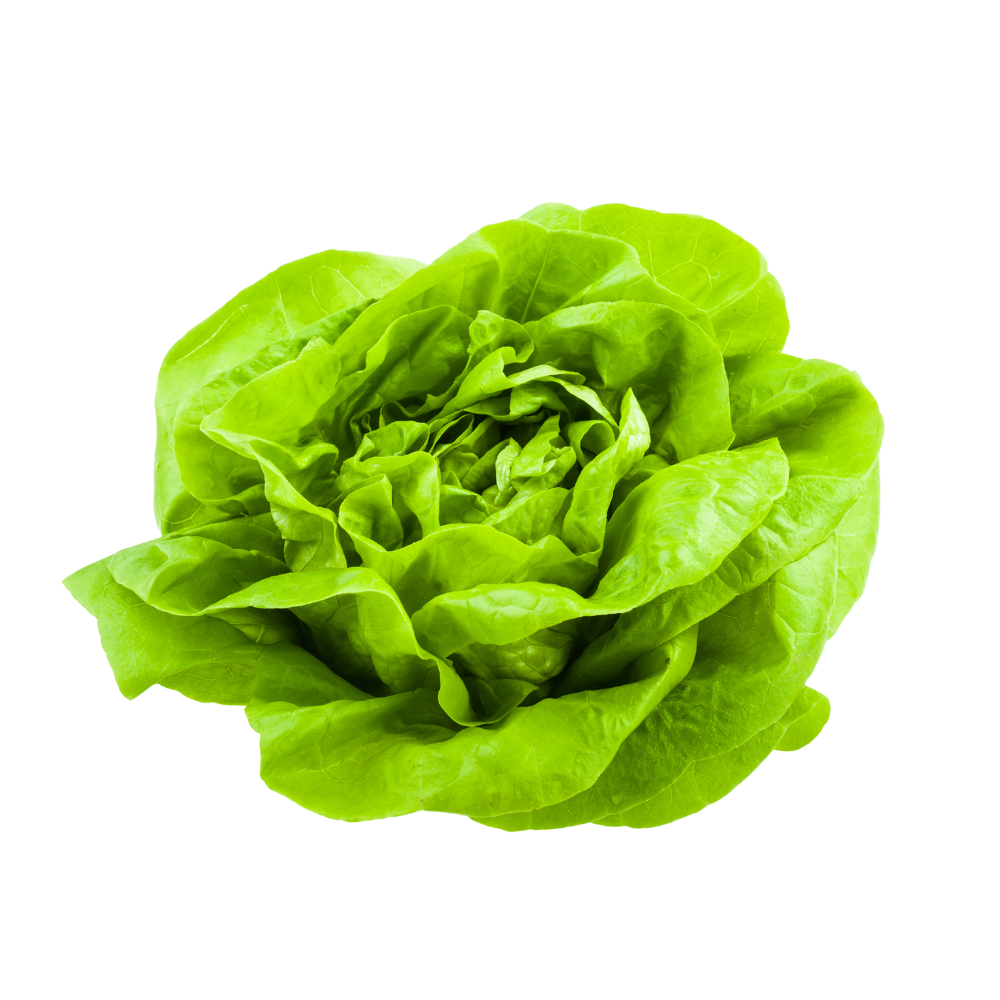 Fresh Produce - Butter Lettuce Head (each)