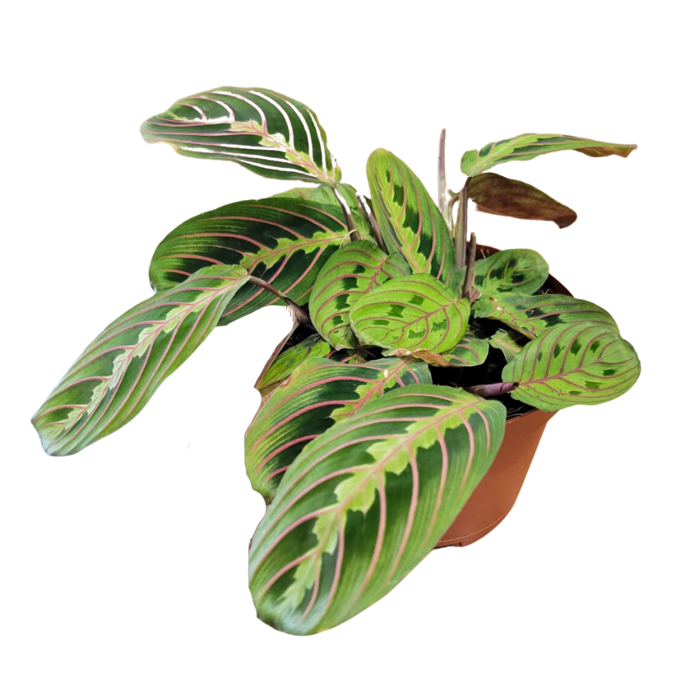 Morgan Creek Tropicals - 6" Maranta Red