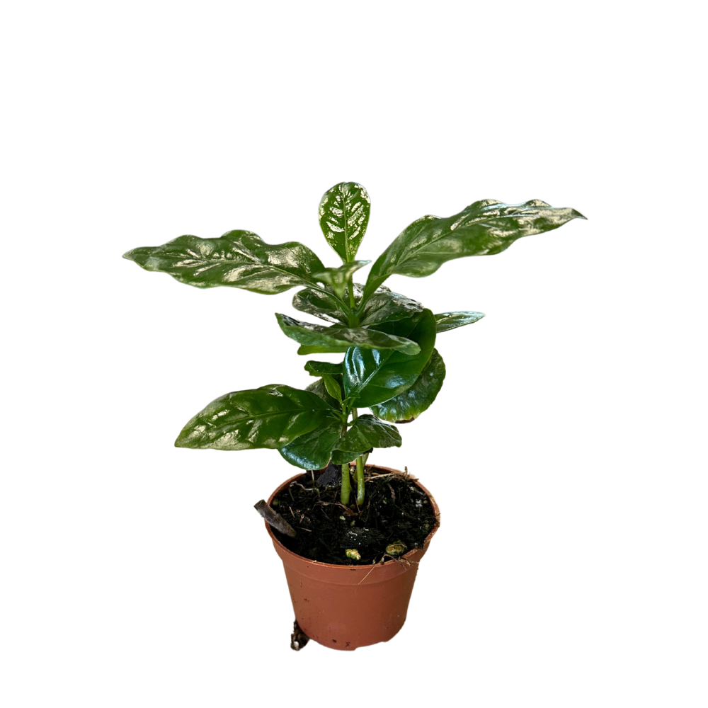 Morgan Creek Tropicals - 4" Baby Rubberplant (Peperomia Obtusifolia)