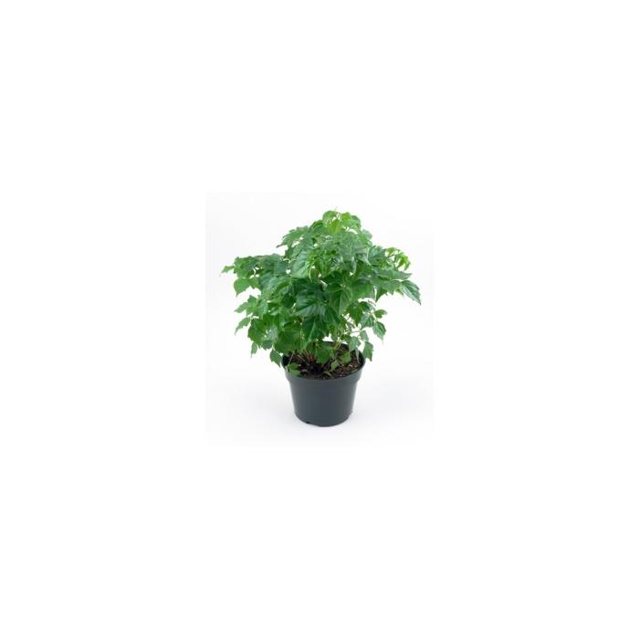 Morgan Creek Tropicals - 4" China Doll - Radermachera sinica