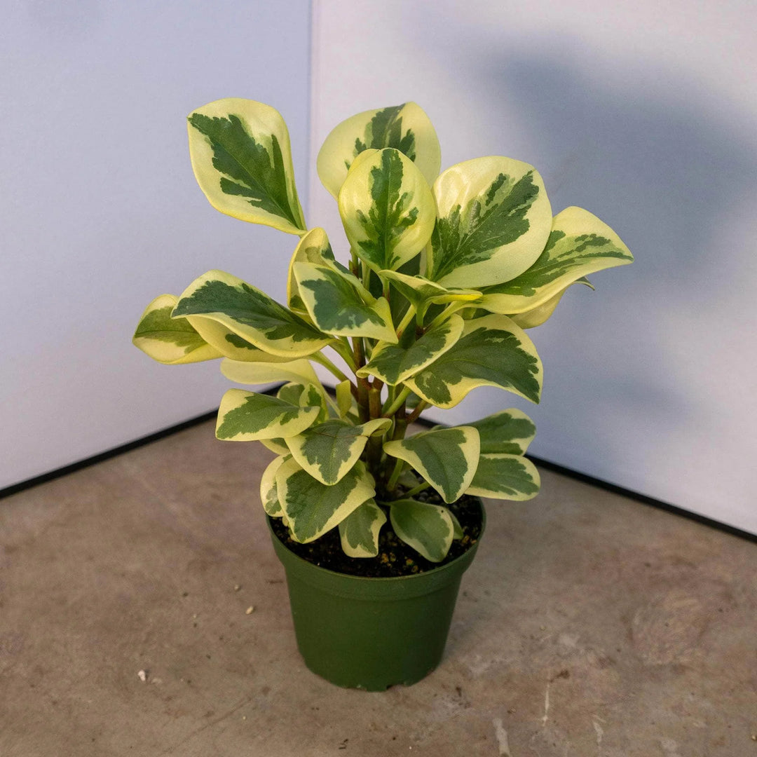 Morgan Creek Tropicals - Peperomia Obtusifolia