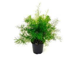 Morgan Creek Tropicals - 4" Asparagus Fern