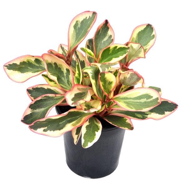 Morgan Creek Tropicals - 6" Peperomia Clusiifolia